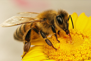 bee